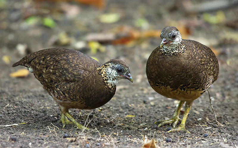 Green-legged Partridge (Tropicoperdix chloropus) at Cat Tien Bird Hides - Southern Vietnam. Photo by: Phuc Le - Vietnam Bird Photography Tours - Vietbirdphototours.com